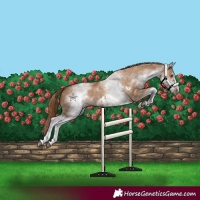 Horse Color:White Spotted Red Dun Rabicano  and White Spotted Red Dun Frame Rabicano 