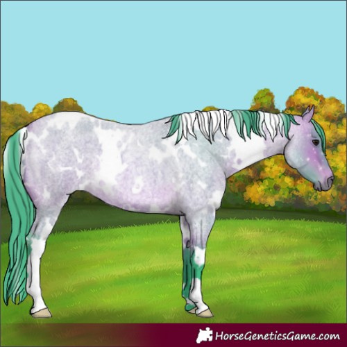 Horse Color:Watercolor White Spotted Bay Roan Rabicano 