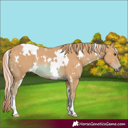 Horse Color:Watercolor White Spotted Chestnut Rabicano 