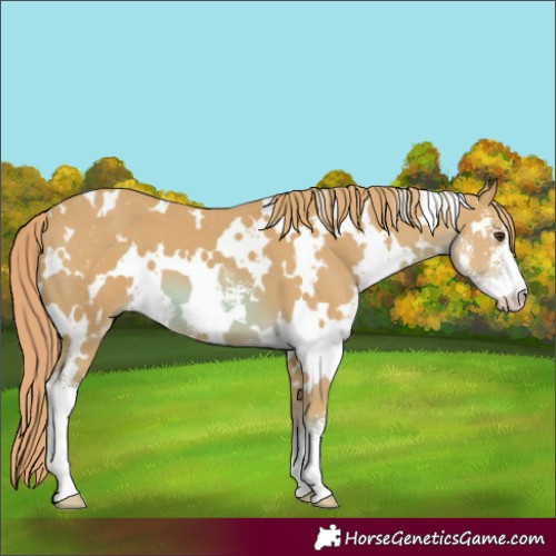 Horse Color:Watercolor White Spotted Chestnut Sabino 