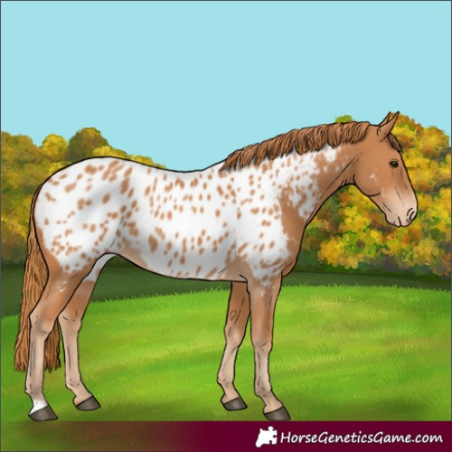 Horse Color:Chestnut Appaloosa 