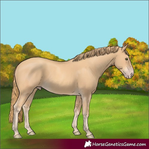 Horse Color:Gold Champagne 