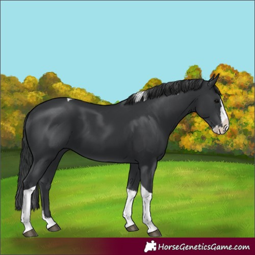 Horse Color:Black Splash Tobiano 