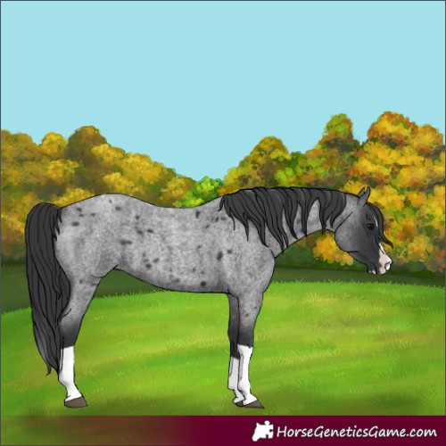 Horse Color:Blue Roan Splash Tobiano