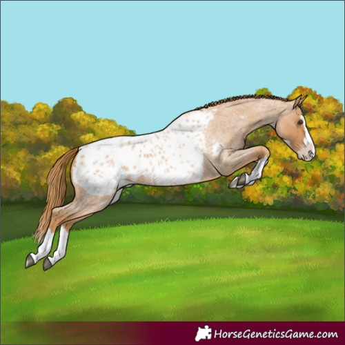 Horse Color:Red Roan Splash Appaloosa 