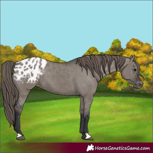 Horse Color:Grullo Appaloosa
