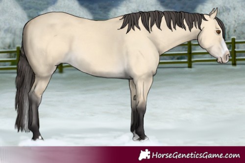 Horse Color:Buckskin Dun Splash