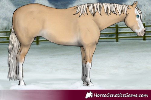 Horse Color:Palomino Dun Splash 