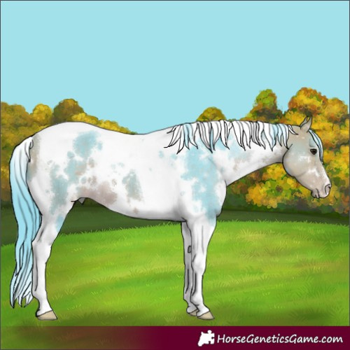 Horse Color:Watercolor White Spotted Buckskin Tobiano 