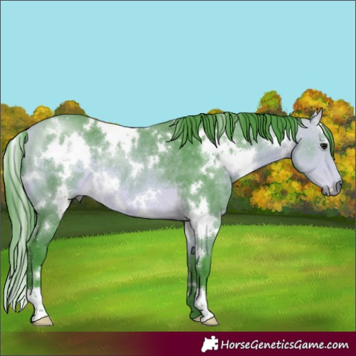 Horse Color:Watercolor White Spotted Buckskin Rabicano