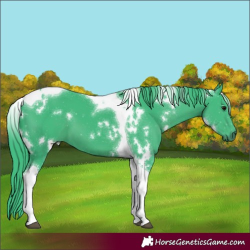 Horse Color:Watercolor White Spotted Black Tobiano 