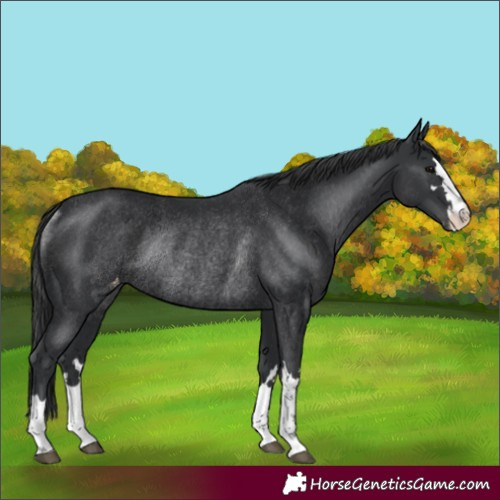 Horse Color:Black Varnish Rabicano 