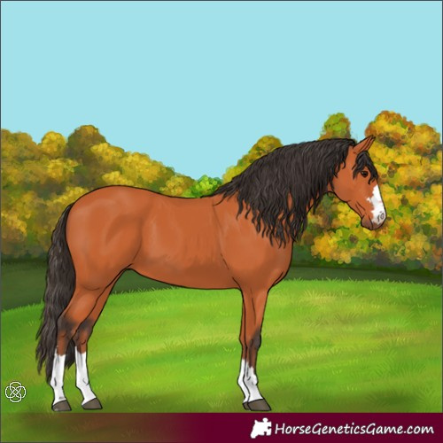 Horse Color:Bay 
