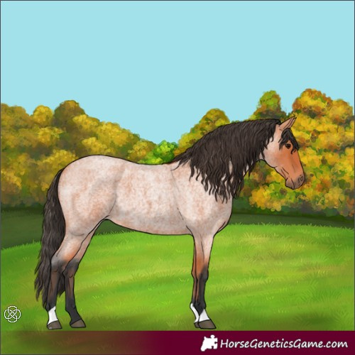 Horse Color:Bay Roan