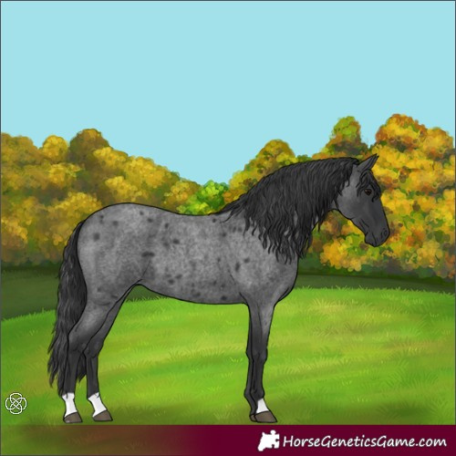 Horse Color:Blue Roan 