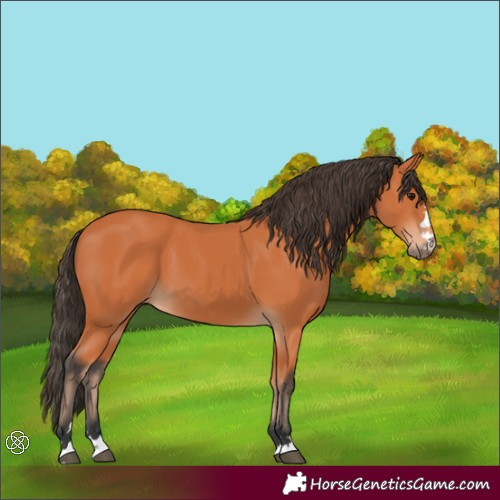 Horse Color:Bay 
