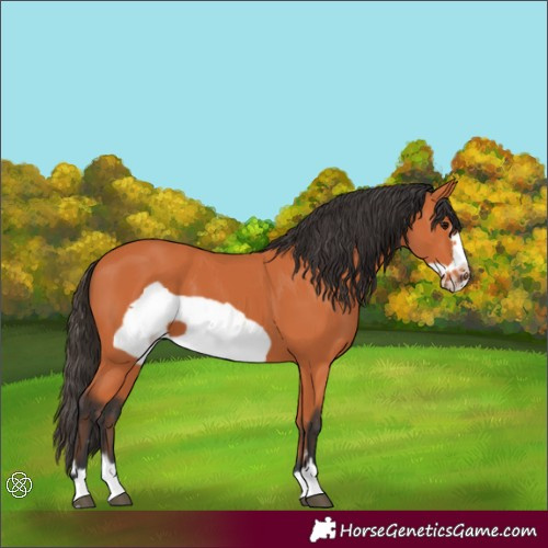 Horse Color:Bay Frame 