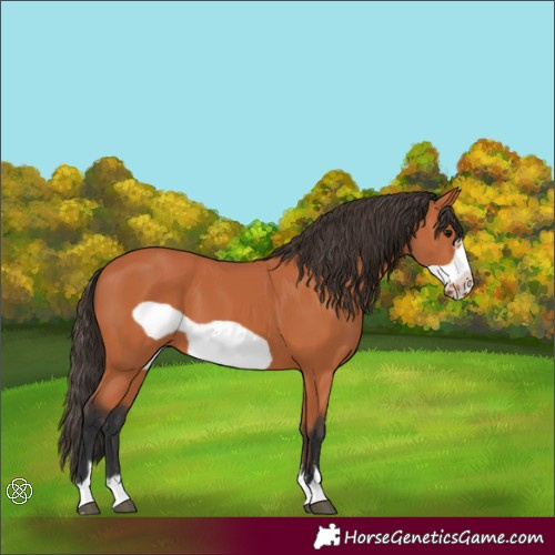 Horse Color:Bay Frame 