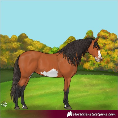 Horse Color:Bay Frame 