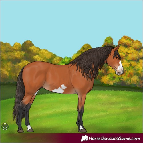 Horse Color:Bay Frame 