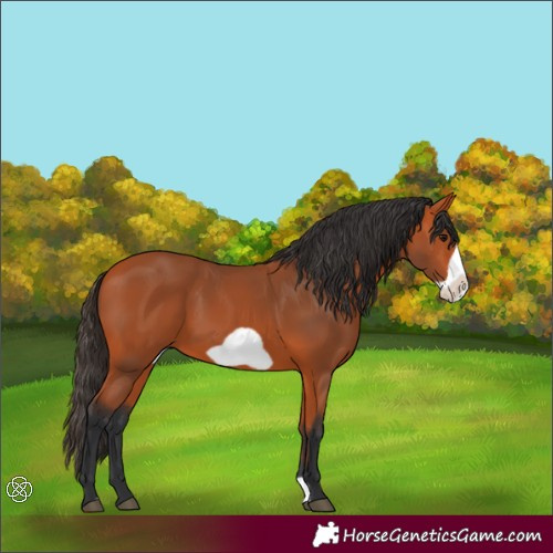 Horse Color:Bay Frame