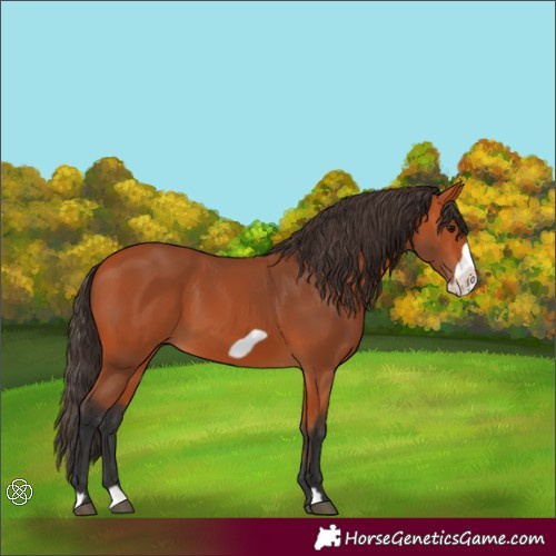 Horse Color:Bay Frame 