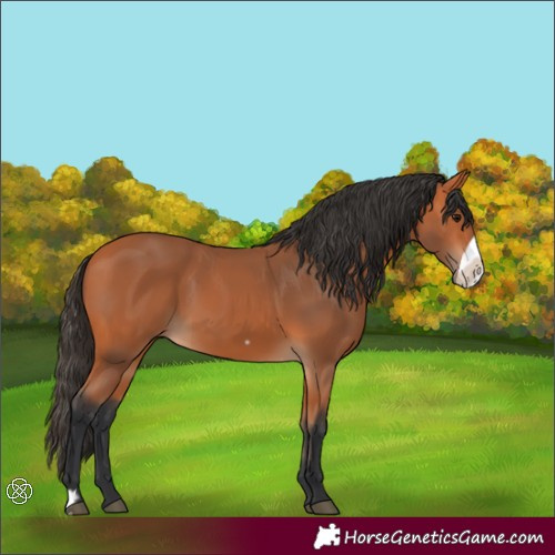 Horse Color:Bay Frame