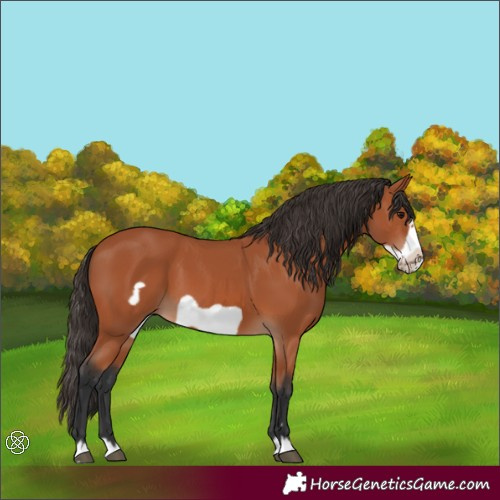Horse Color:Bay Frame 