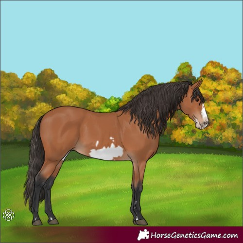 Horse Color:Bay Frame