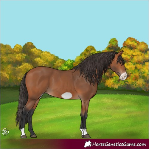 Horse Color:Bay Frame 