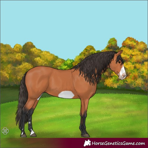 Horse Color:Bay Frame 