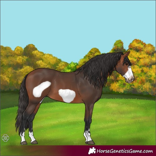 Horse Color:Bay Frame 
