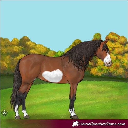 Horse Color:Bay Frame 