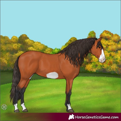 Horse Color:Bay Frame 