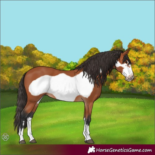 Horse Color:Bay Frame