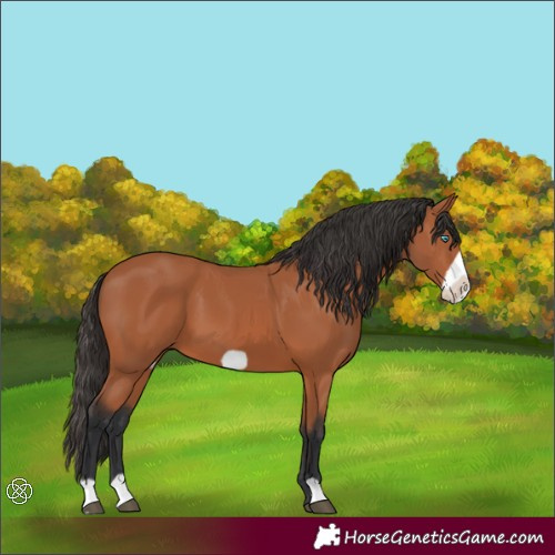 Horse Color:Bay Frame 