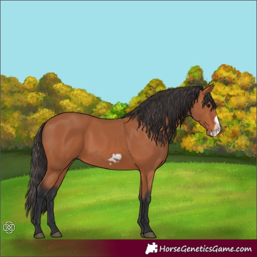 Horse Color:Bay Frame 