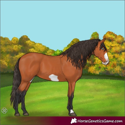 Horse Color:Bay Frame 
