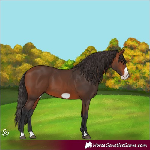 Horse Color:Bay Frame