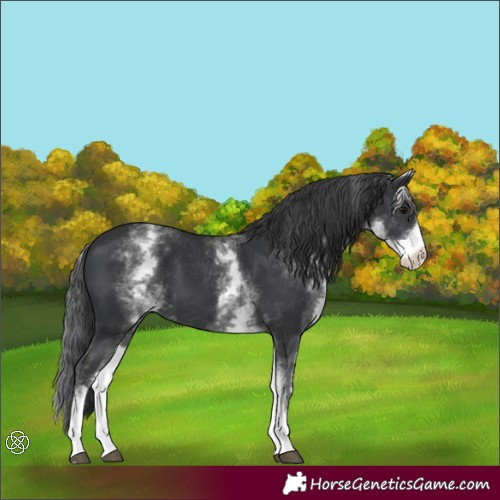 Horse Color:White Spotted Black 
