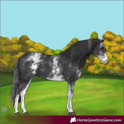 Horse Color:White Spotted Black