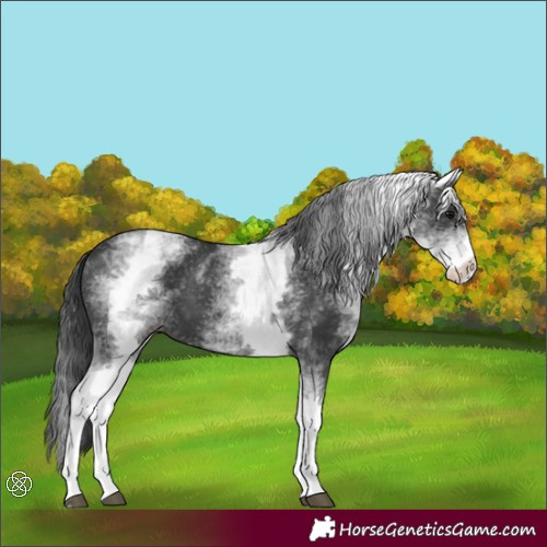 Horse Color:White Spotted Black 