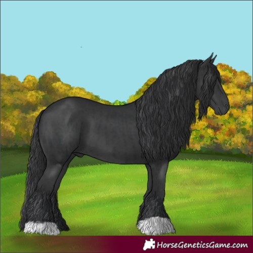 Horse Color:Black  and Black 