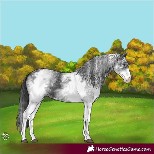 Horse Color:White Spotted Black 