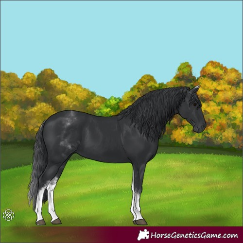 Horse Color:White Spotted Black 