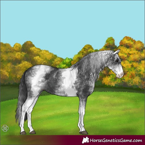 Horse Color:White Spotted Black