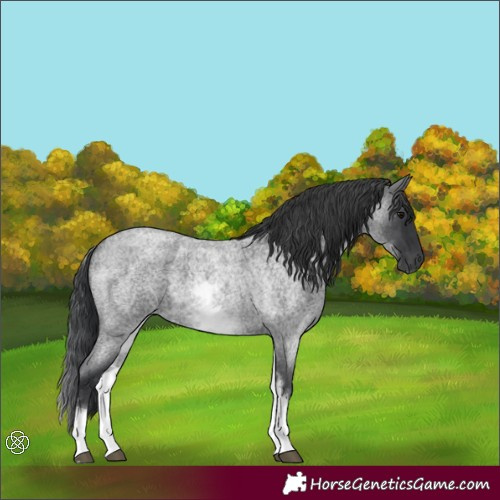 Horse Color:White Spotted Blue Roan