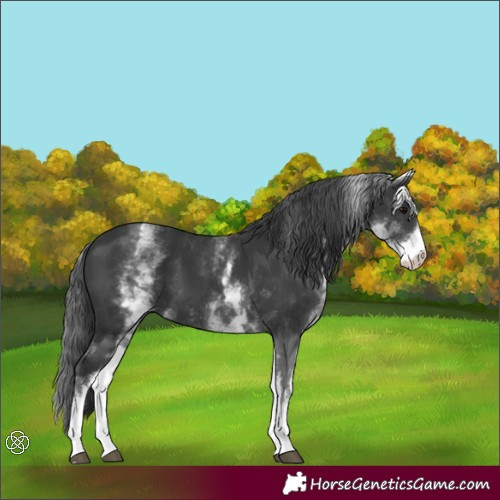 Horse Color:White Spotted Black