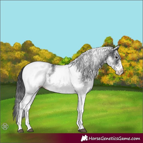Horse Color:White Spotted Black 