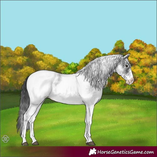 Horse Color:White Spotted Blue Roan 